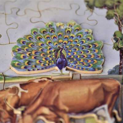 Cows and Peacock