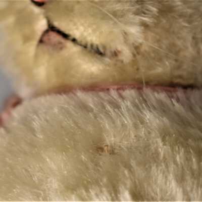 Thread on chest where Steiff "Sassy" tag would have been tied