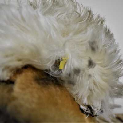Signature Steiff Button-in-ear