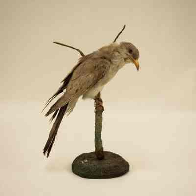 Yellow-Billed Cuckoo