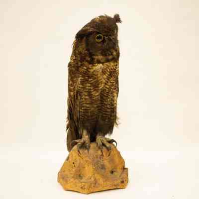 Great Horned Owl