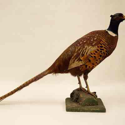 Ring Necked Pheasant