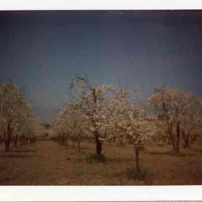 Orchard