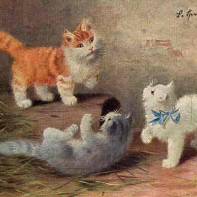 Cat Postcard