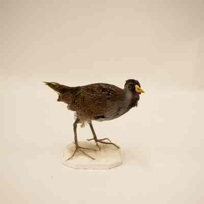 Sora (Rail)