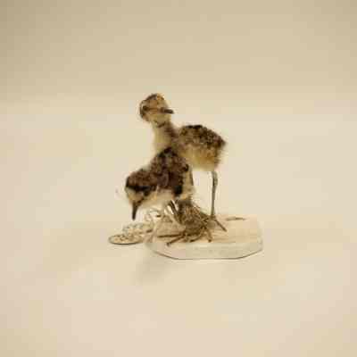 Plover Chicks