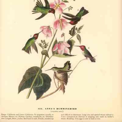 Birds of California Audubon Prints