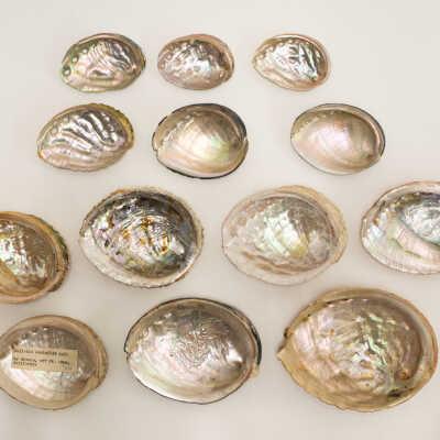 Abalone Shells