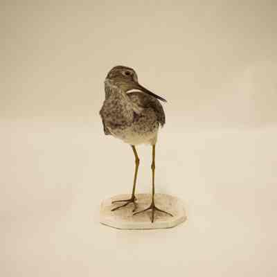Willet