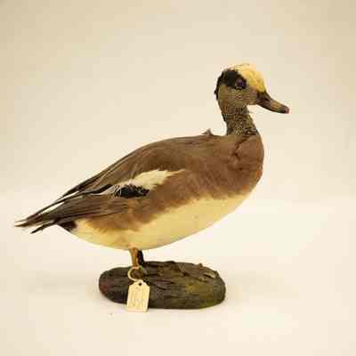 American Wigeon