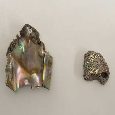 Abalone Shards