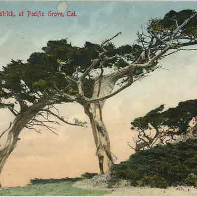 The Lone Ostrich Postcard