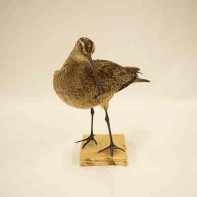 Whimbrel (Hudsonian curlew)
