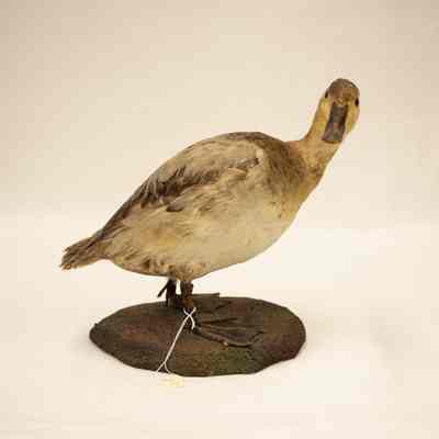 Canvasback