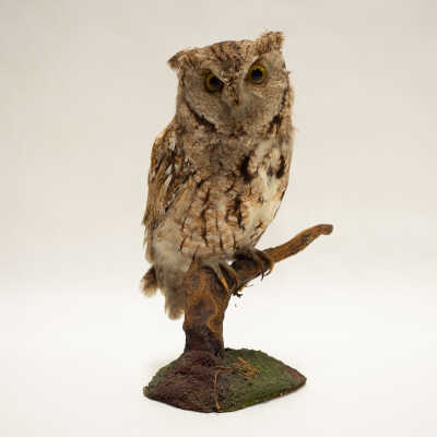 Western Screech Owl