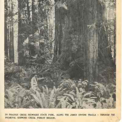 Prairie Creek Redwoods