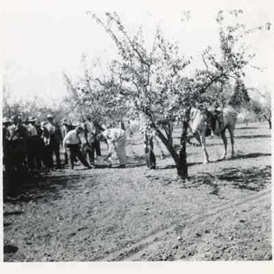 Orchard Scene