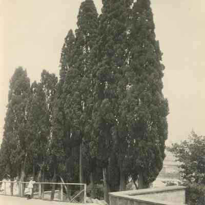 Photograph of Trees