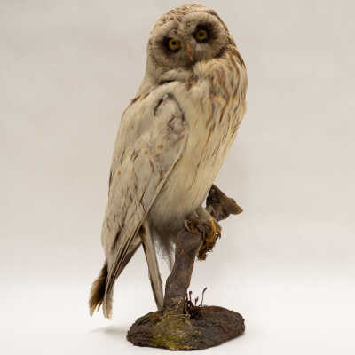 Short-Eared Owl