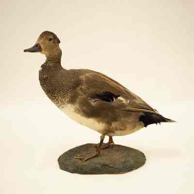 Gadwall
