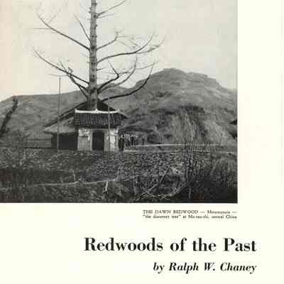 Redwoods of the Past