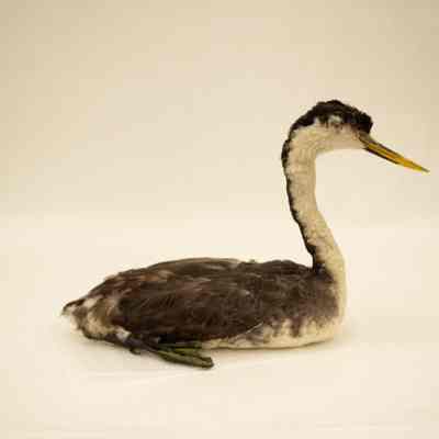 Western Grebe