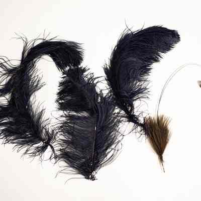 Assorted Feathers