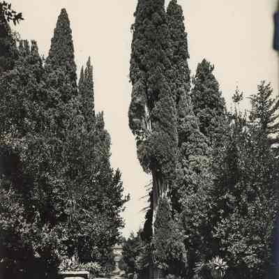 Photograph of Trees at Villa D'Este