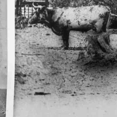 Man with Oxen
