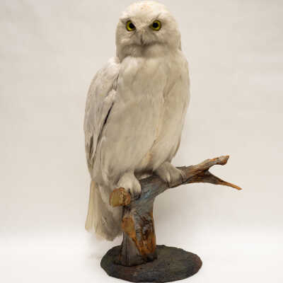 Snowy Owl