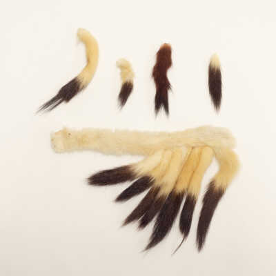 Ermine Tails