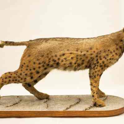 Bobcat