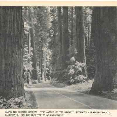 Avenue of the Giants Redwoods