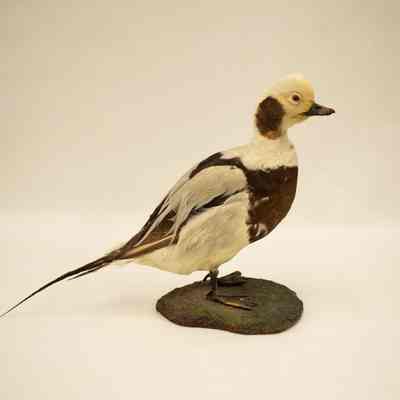 Long-Tailed Duck