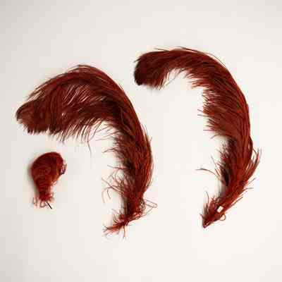 Assorted Feathers