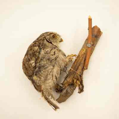 Owl