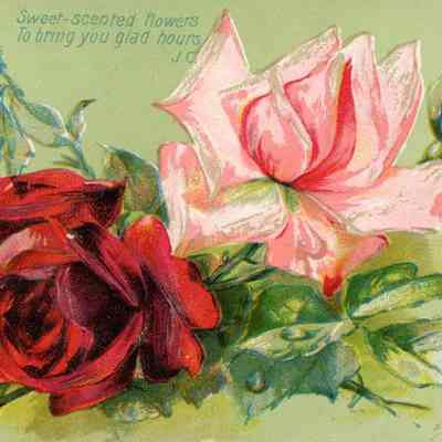 Floral Postcard