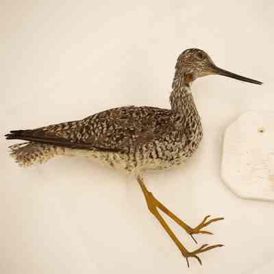 Greater Yellowlegs
