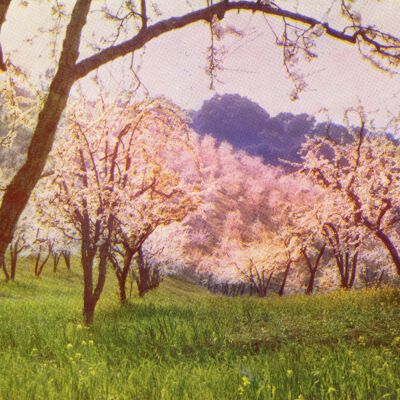 Blossom Time Postcard