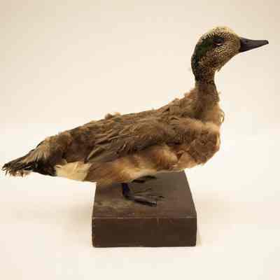 American Wigeon