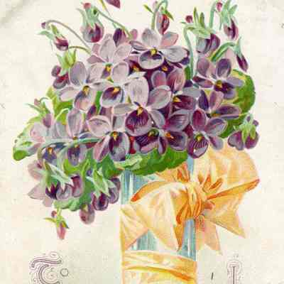 Illustrated Postcard