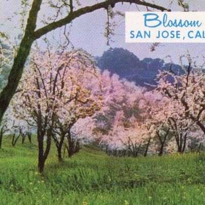 Blossom Time Postcard