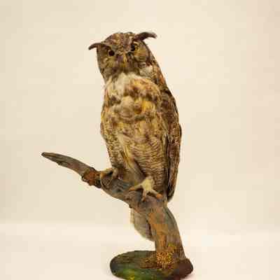 Great Horned Owl