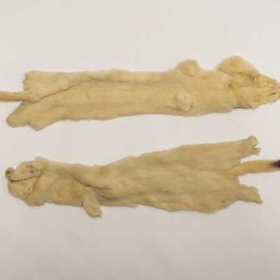 Ermine Skins