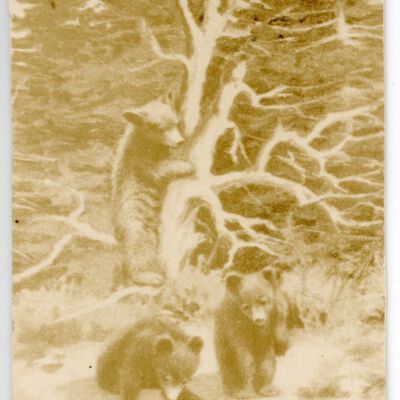 Bears