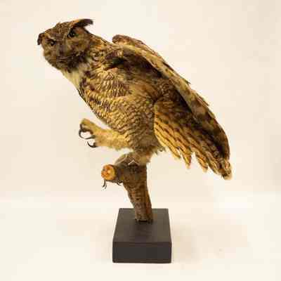 Great Horned Owl
