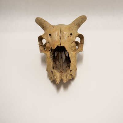 Animal Skull