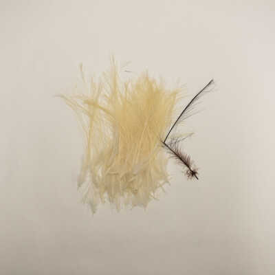 Assorted Feathers