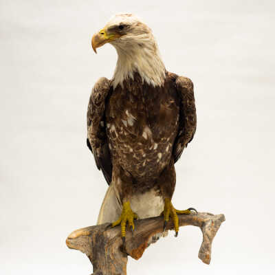 American Bald Eagle