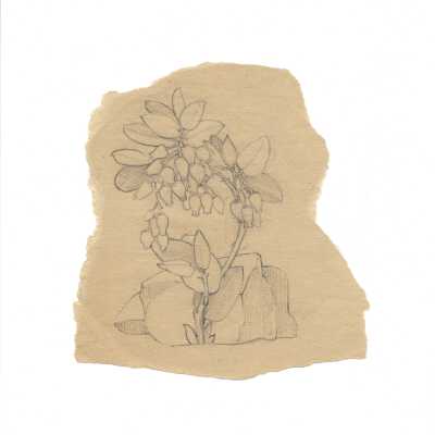 Flowers and People